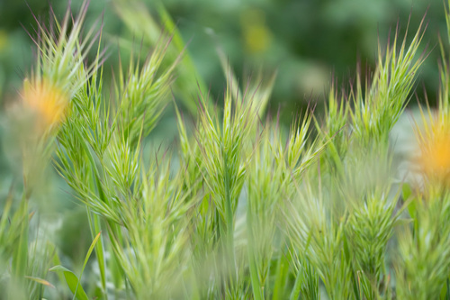 iNaturalist observation photo of Compact Brome