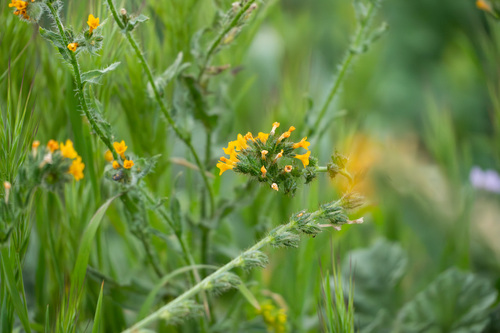 iNaturalist observation photo of Common Fiddleneck