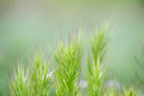 iNaturalist observation photo of Compact Brome