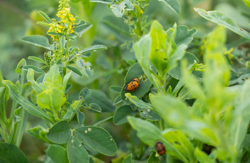 iNaturalist observation photo of Black-spotted Lady Beetles