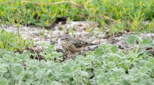 iNaturalist observation photo of American Pipit