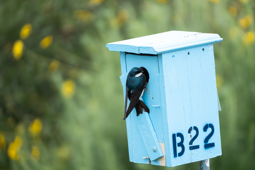 iNaturalist observation photo of Tree Swallow