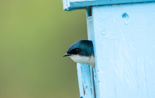 iNaturalist observation photo of Tree Swallow