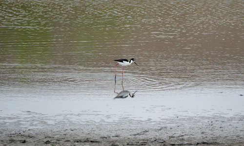 iNaturalist observation photo of Black-necked Stilt
