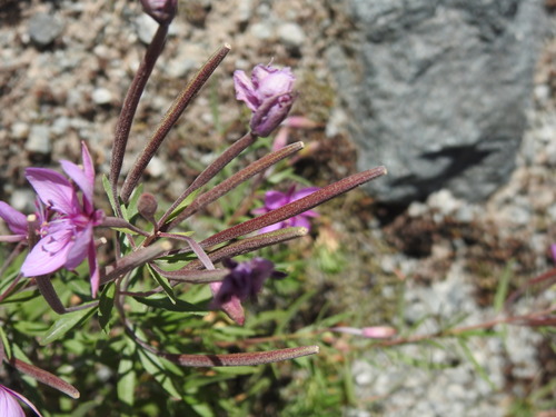 Image of alpine willowherb by (c) Yves Bas, some rights reserved (CC BY)