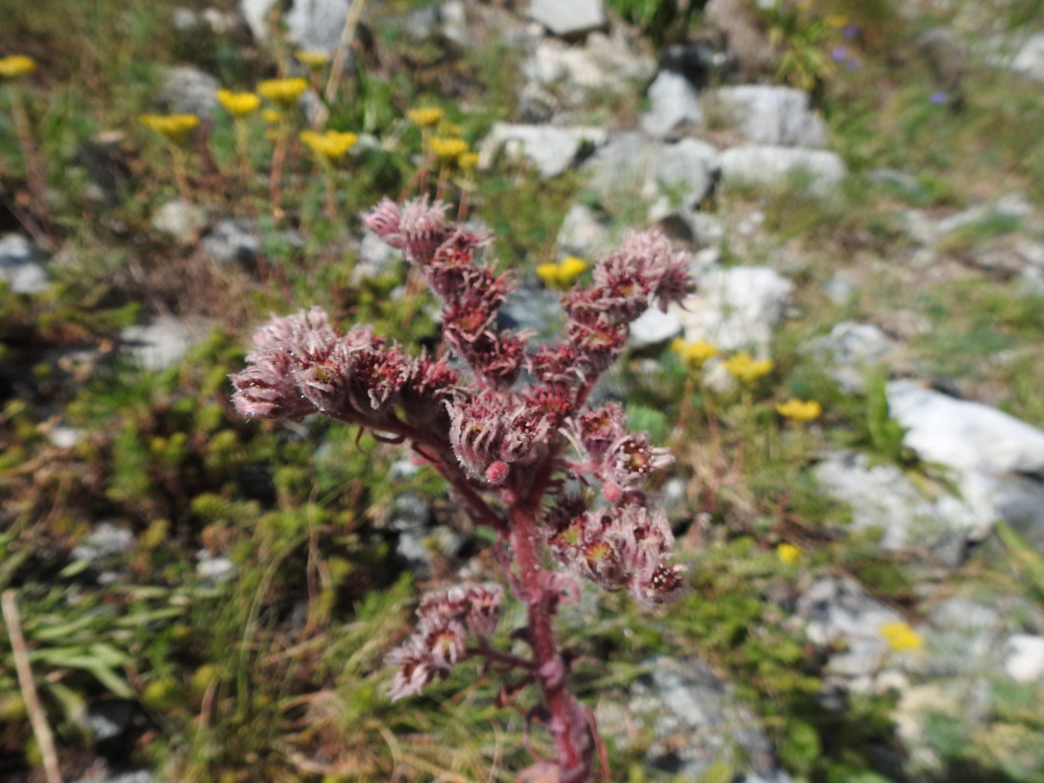 Sempervivum 'Black Prince' 3