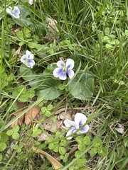 Viola communis, photograph L.J. Lamera, CC BY, iNaturalist via GBIF