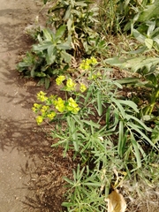 Euphorbia virgata