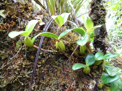 Bulbophyllum nutans image