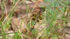 Celithemis martha