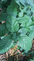 Magnoliopsida