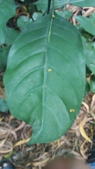 Magnoliopsida