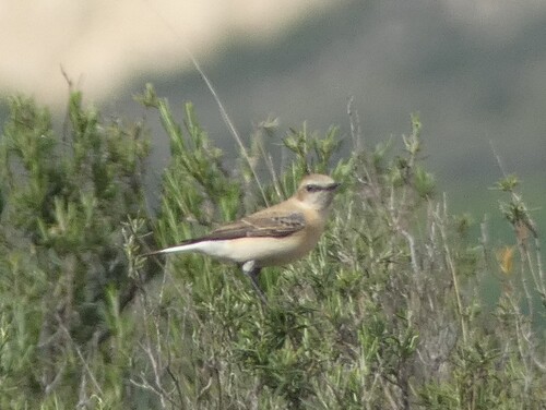 Collalba rubia occidental (Oenanthe hispanica)