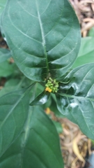 Magnoliopsida