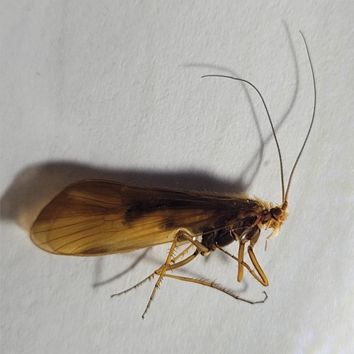 Drusus chrysotus