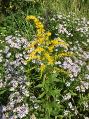 Solidago canadensis