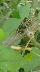 Oncopeltus sandarachatus