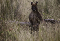 Osphranter robustus robustus