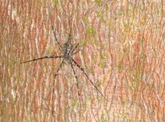 Hersilia albomaculata