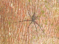 Hersilia albomaculata