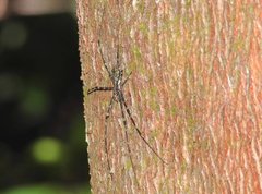 Hersilia albomaculata