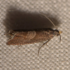 Dichrorampha acuminatana