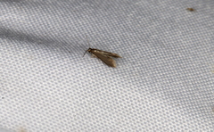 Schreckensteinia erythriella