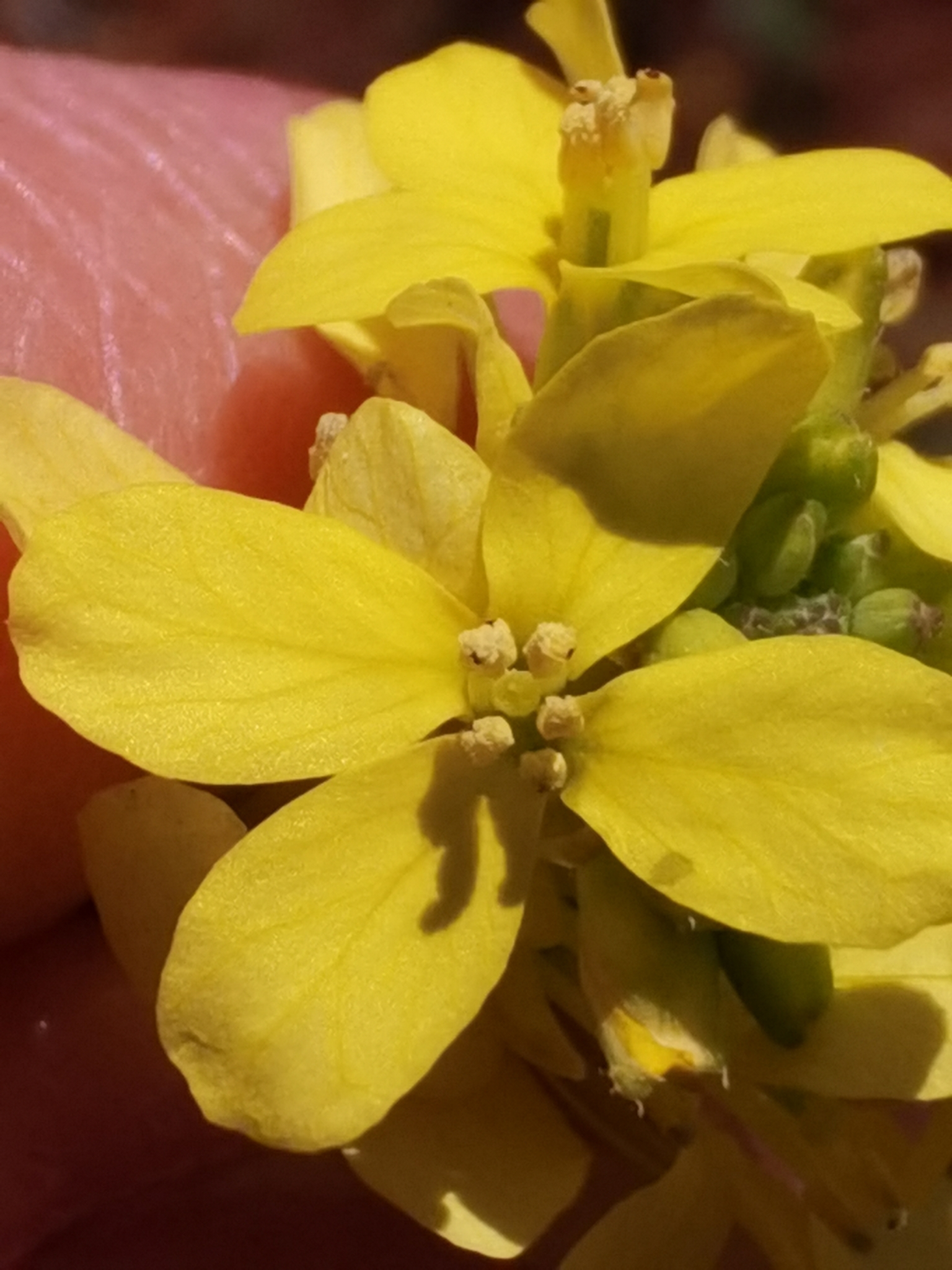 Rabaniza amarilla