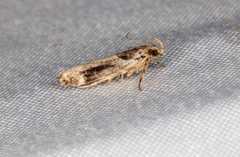 Pseudochelaria walsinghami