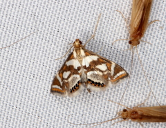 Chrysendeton medicinalis