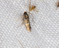 Chrysaster ostensackenella