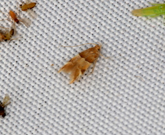 Theisoa constrictella