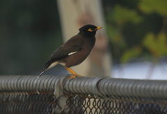 Acridotheres tristis