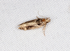 Pseudochelaria walsinghami