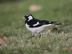Grallina cyanoleuca