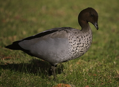 Chenonetta jubata