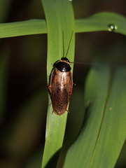 Pycnoscelus indicus