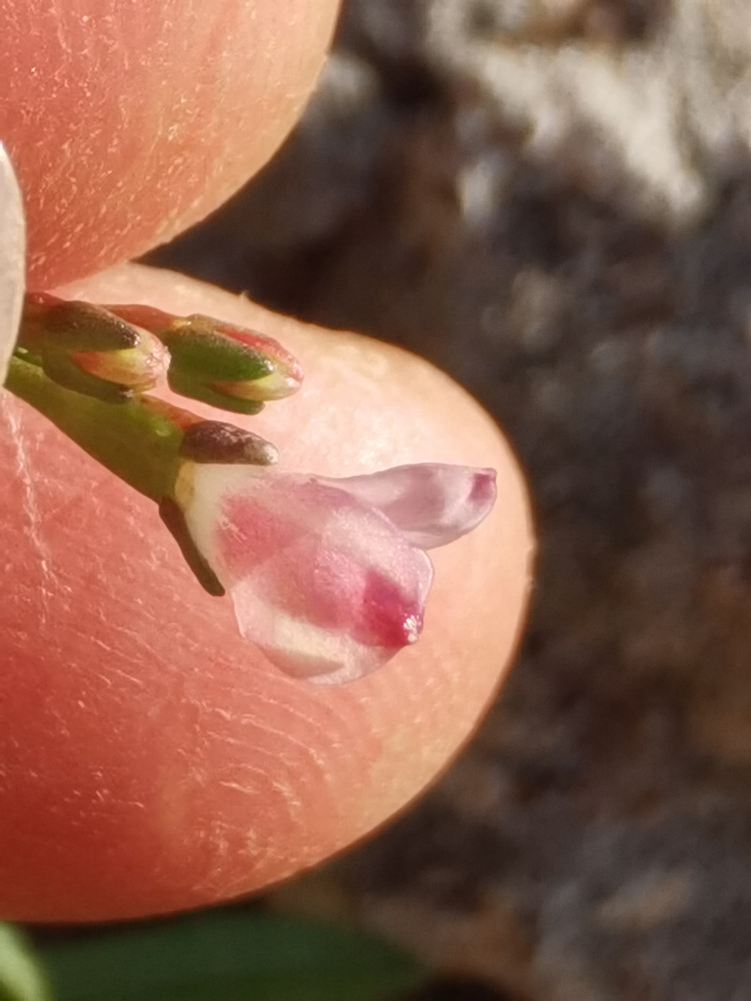 Wahlenbergia lobelioides