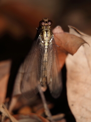 Acheron longus