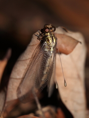 Acheron longus