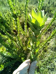 Leucadendron elimense elimense
