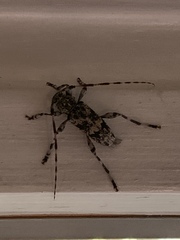 Graphisurus fasciatus