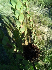 Leucadendron elimense elimense