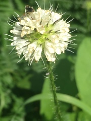 Hydrophyllum macrophyllum