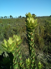 Leucadendron elimense elimense