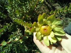Leucadendron elimense elimense