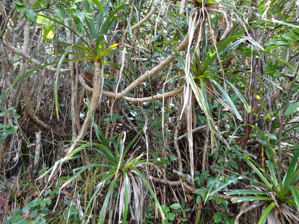 Pandanus montanus