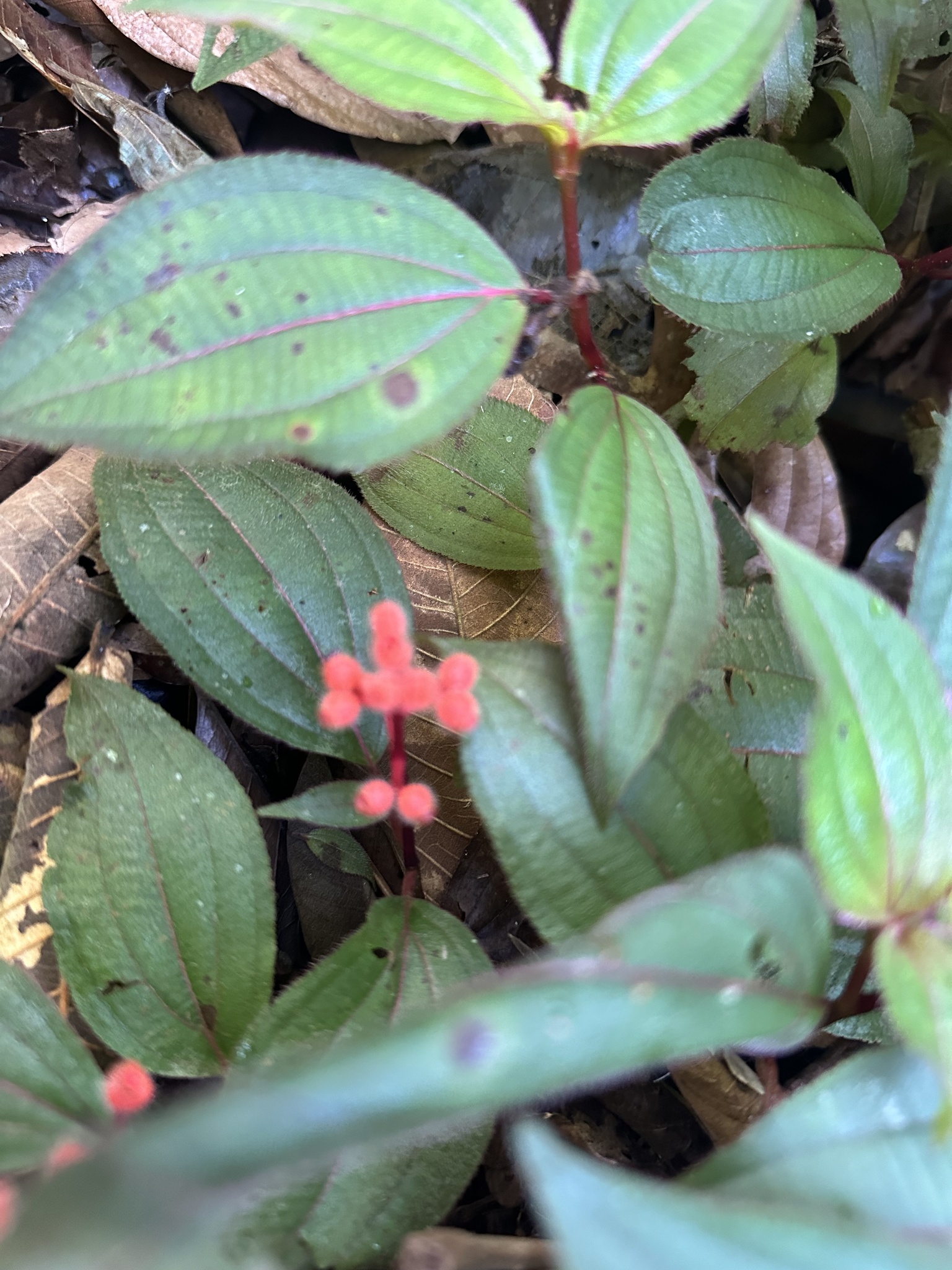 Miconia ceramicarpa
