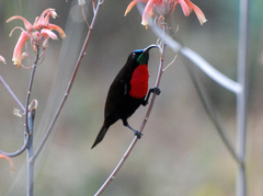 Chalcomitra senegalensis gutturalis