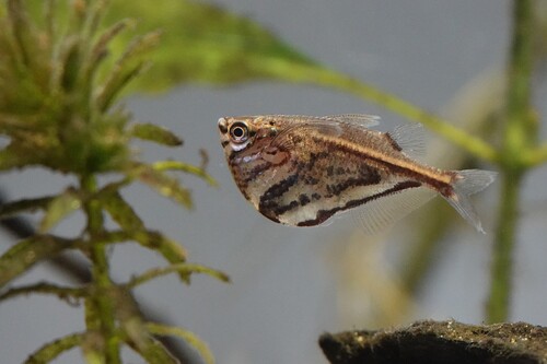 Marbled hatchetfish (Carnegiella strigata) — Gasteropelecidae — 4